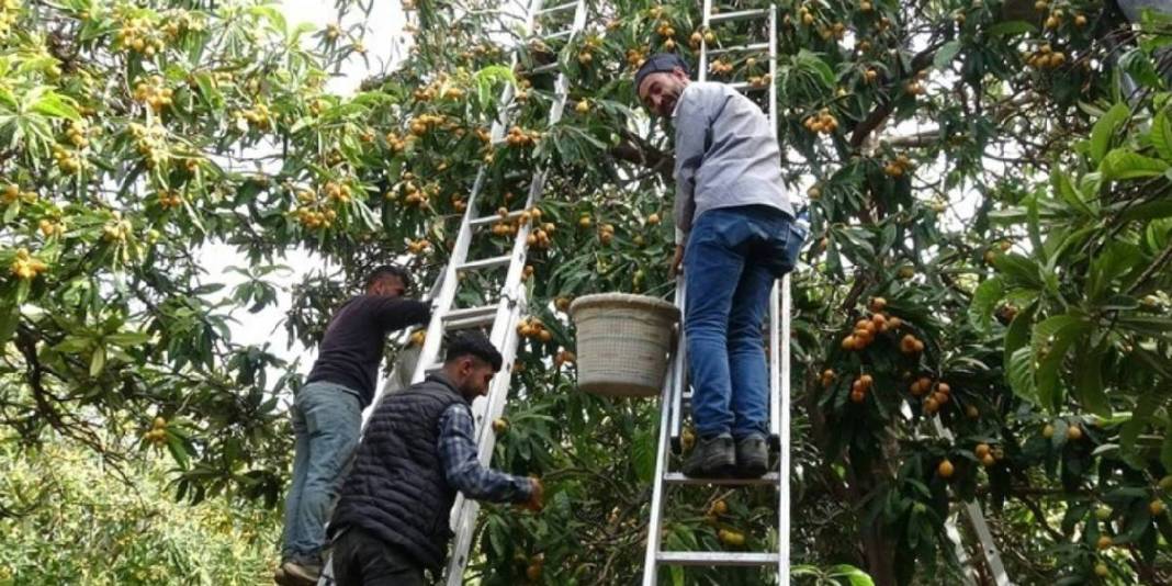 Günlük 2 ton toplanıyor, adına ‘Sarı altın’ deniliyor! Ülkeler almak için sırada: 90 TL’den havada kapılıyor 4